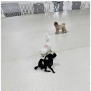 청주 애견유치원 꼬리흔들개Lucky 이미지