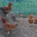 제추골 황토펜션 이미지