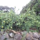 상예동-1 이미지