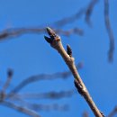 (주)오토프라임 | [공지] 대전근교벚꽃 명소 금산천, 보곡산골 산벚꽃, 남일면 홍도화 만개시기는?! 4월 첫주 금산천부터^^