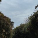 이화돌산갓김치 | 여수_Yeosu