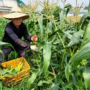 개미농장 2농장 이미지