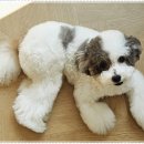 멍샵 강아지분양 인천본점 이미지