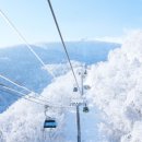 발왕산 관광케이블카 코스 이미지