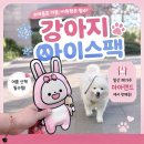 일산 메가주 신상 강아지 아이스팩 아아랜드 후기