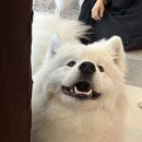 하트멍 | 천안 사모예드 카페- 하트멍 ( 특별한 카페 &amp; 데이트 내돈내산 후기 )