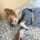 씨유제주세화해변점 | [제주카페] 세화 나이테, 나의 이로운 테이블 : 세화해변뷰 강쥐 귀여운 망고빙수 맛집