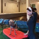 속초 애견펜션 양양 해피 플레이스 이미지