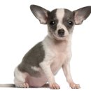 강동물병원 이미지