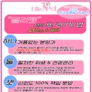 엘리페이지 | 실버푸들분양//토이푸들분양//푸들분양//강북푸들분양//강북강아지분양//강북강아지분양후기//엘리펫