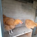 보원농장 이미지