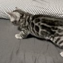 실버캐슬 캐터리 이미지