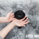 참좋은애견 이미지