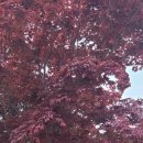 목감참숯가마 이미지