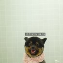 돌리샵 돌봄 네이버블로그