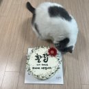 수피아 케이크