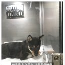 마음을 읽어주는 마음동물병원 이미지