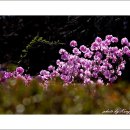 들꽃카페 이미지