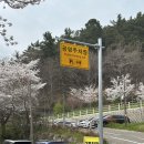 시아당 | 광주 근교 벚꽃명소 전남 나주 한수제 물레길