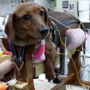 두암동물병원 이미지