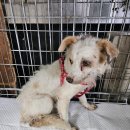 운봉동물병원 이미지