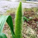 강아지오요요 이미지