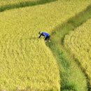 황금들녁 이미지