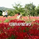 선운사꽃무릇 이미지