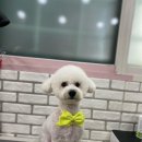 방울이네 펫살롱 이미지