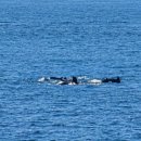 돌고래공인중개사사무소 이미지