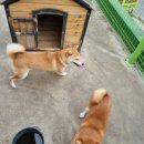 수원시바견 이미지