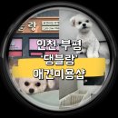 유지네 애견미용샵 | 인천 애견미용 부평애견미용샵 강아지미용실 비숑 펫미용 후기, ‘댕블랑’