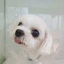 남창미르동물병원 이미지