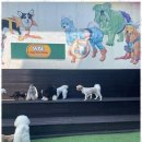 제주네 애견유치원 이미지