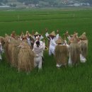 송악두레논매기 이미지