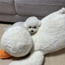 포엘몽 - 남양주시 덕송2로10번길 15-94 | 포엘몽