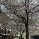 [광교 카페거리 카페추천] '콜드프레임' 벚꽃뷰/작업하기좋은 카페/통창뷰
