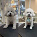 해맑은 애견미용 이미지