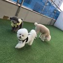 요리조리유치원 | 수원 애견유치원 프라독🐶 일곱번째 후기