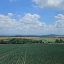 치산농장 | 여행 - 여행 한그릇 비에이 후라노 투어 내돈내산 후기 | 크리스마스 나무, 사계채의 언덕, 청의 호수...