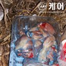 치킨말고통닭 이미지