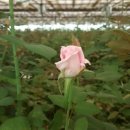 장미농장 이미지