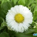 데이지(daisy) 이미지