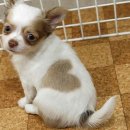 하트강아지 이미지