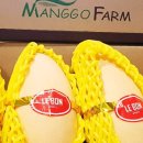 초록망고 이미지