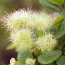 안개나무( smoke tree)와 Prairie smoke flower 이미지