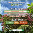 동백나무 털이묘 판매 3,000주 포트작업용 판매 이미지