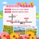 계양 아라온 백일홍 꽃밭 이미지