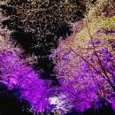 인천최고의 벚꽃축제~황홀한 개막식 ~멋졌습니다~가수들 공연~불꽃축제 이미지