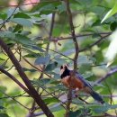 화왕산자연휴양림(창녕) 이미지